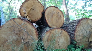 Eiche Holz Dielen Stamm