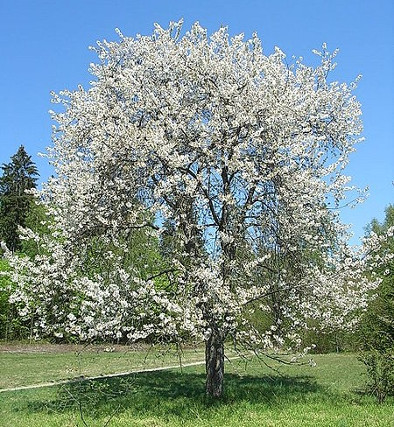 Kirschbaum für Dielen