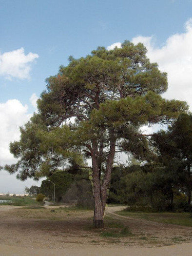 Kieferbaum in Brandenburg