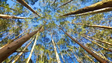 Eukalyptus Bäume © ekaterinvor - https://pixabay.com/