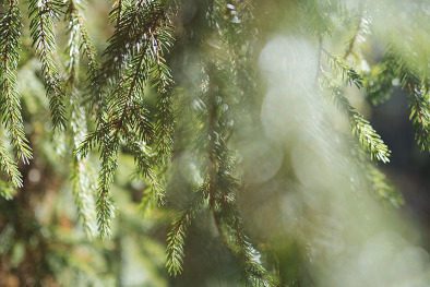 Fichtenbaum im Waldverband © FoYu - https://pixabay.com/